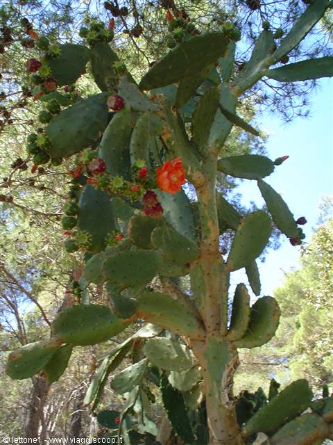 cactus in fiore