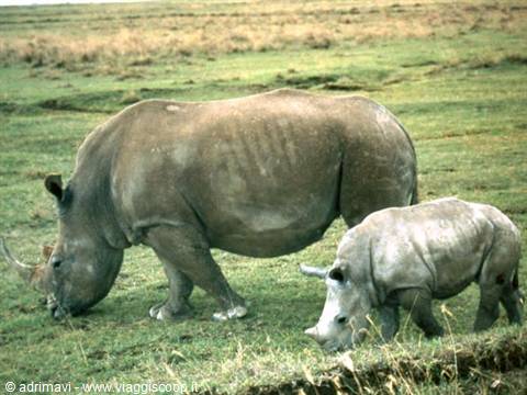 Nakuru National Park - rinoceronti