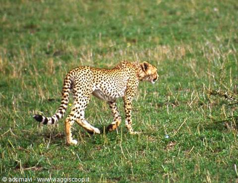 Masai Mara Reserve - ghepardo