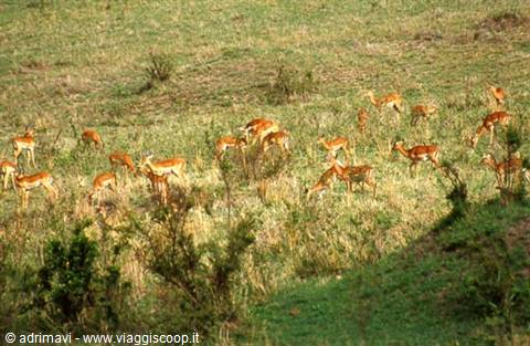 Masai Mara Reserve - impala