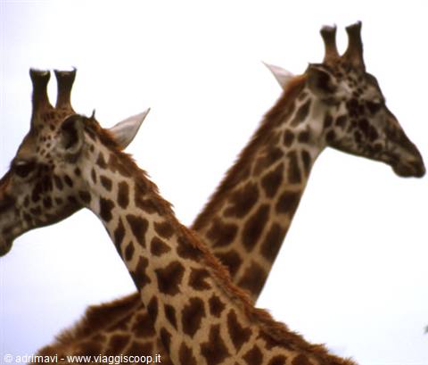 giraffe - Serengeti