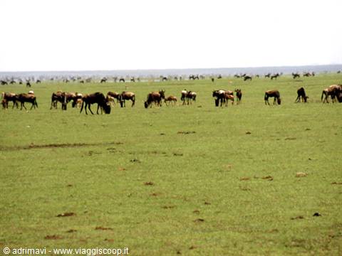 la grande migrazione - Serengeti