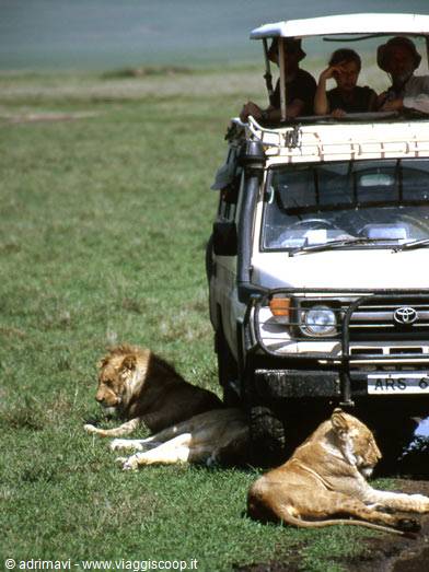 leoni - Ngorongoro