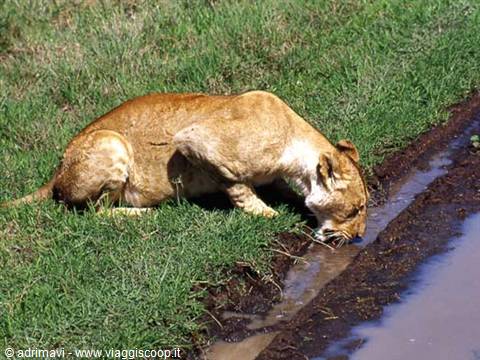 giovane leone - Ngorongoro
