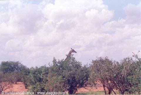 Giraffa timida
