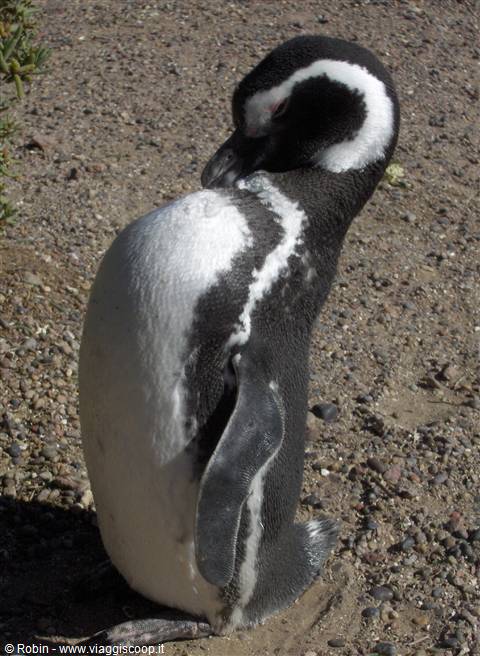 Il pinguino preferito