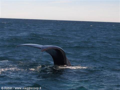 La coda della balena