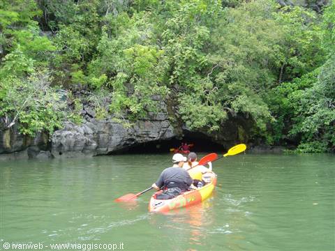 Kayak e mangrovie