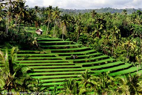 Le verdi risaie di Bali...