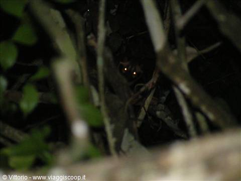 gatto selvatico nella giungla del Borneo