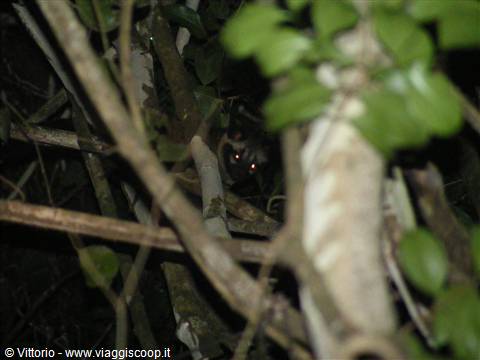 Gatto selvatico nella giungla del Borneo
