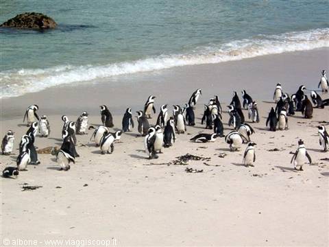 6.7 - Cape Peninsula - Boulders Beach (Pinguini Africani).jpg