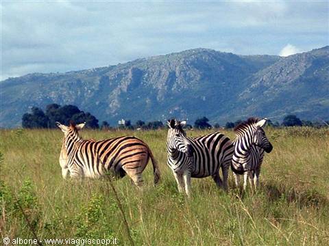 8.4 - Swaziland - Milwane Wildlife Sanctuary Nature Reserve (Zebre).jpg