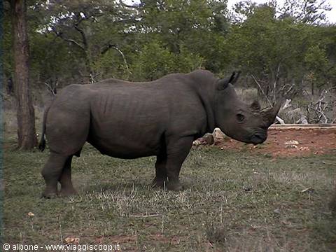 10.10 - Karongwe Game Reserve (Rinoceronte Nero).jpg