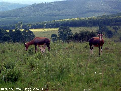 Milwane Wildlife Sanctuary Nature Reserve (Botenbok)