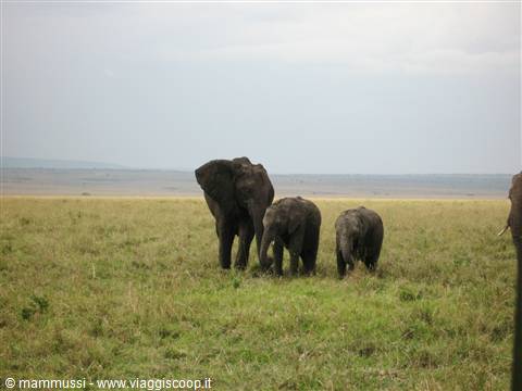 Masai Mara - agosto 2008 - Mamma elefante e piccoli