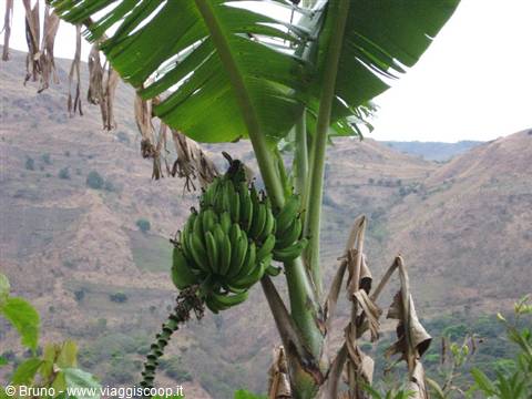 Trek nella selva amazzonica - Pianta di banane