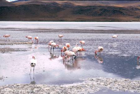 Flamingos at Laguna Hedionda Nord