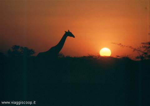 Giraffe at dusk inside Etosha National Park