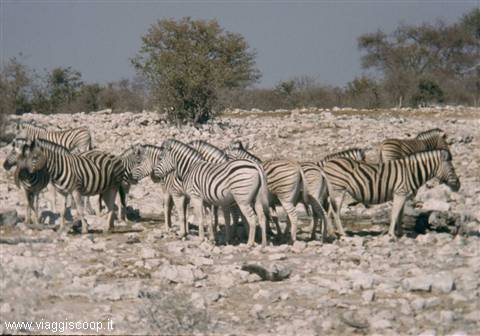 A group of zebras inside Etosha National Park