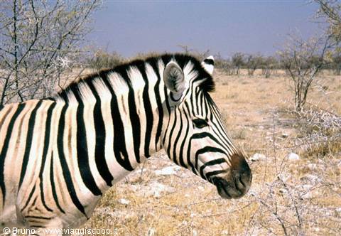 Zebra inside Etosha National Park