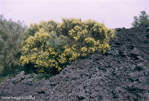 Broom bush among lava