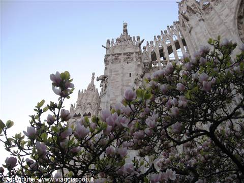 Magnolia fiorita e la guglie del Duomo
