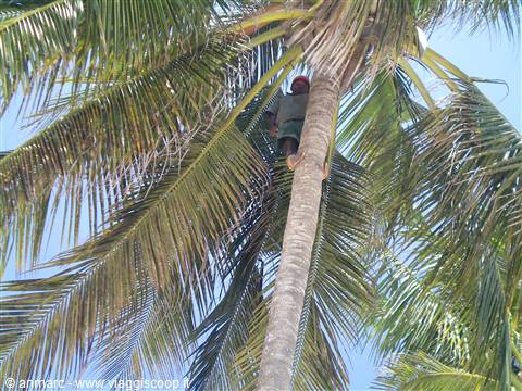 salita sull'albero per pulizia rami e raccolta noci di cocco