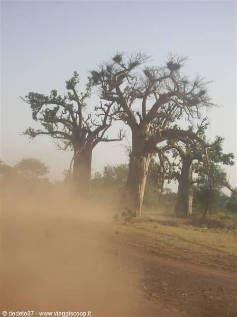 il baobab