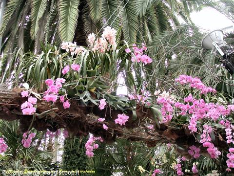 Mainau - Serra delle orchidee