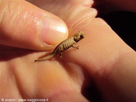 il camaleonte più piccolo del mondo: Brookesia minima