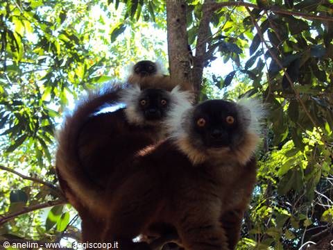 lemuri makako