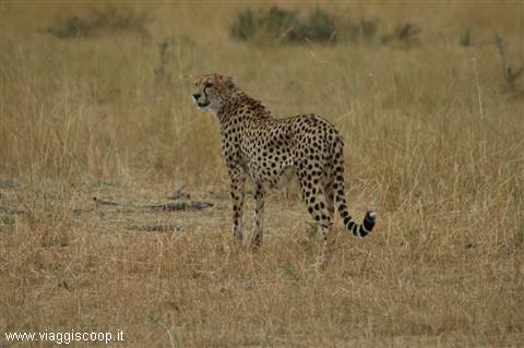 A cheetah in Maasai Mara