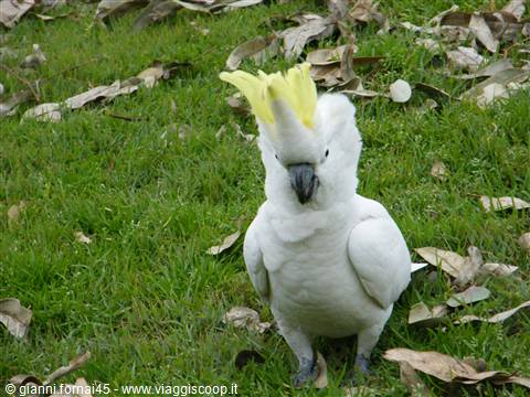 Sulphur-Crested Cockatoo arrabbiato