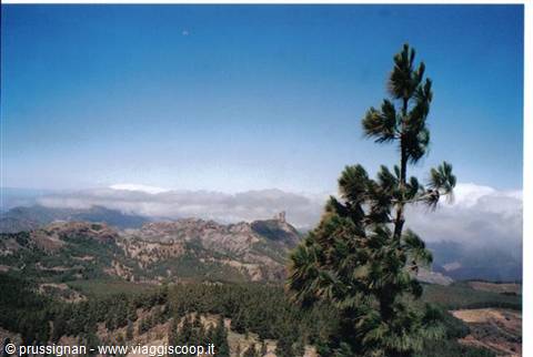 Roque nublo e pino canario