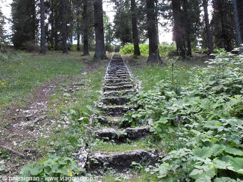 scalinata nel bosco