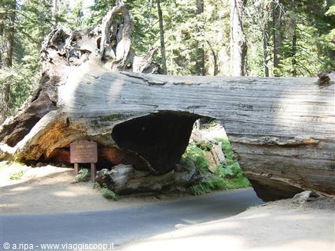 Tunnel Log - Sequoia National Park