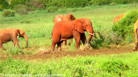 Tsavo East: Elefanti