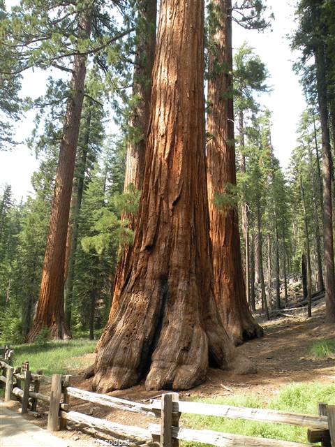yosemite sequoie giganti