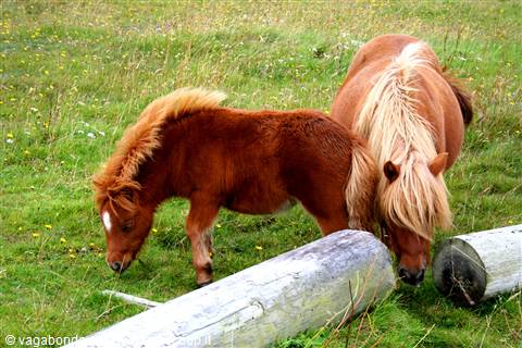 Pony delle Shetland