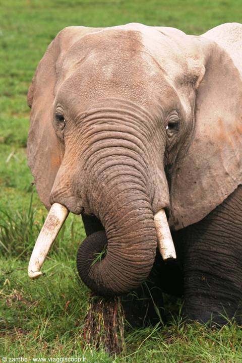 Elefante ad Amboseli
