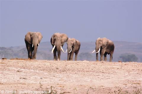 Quattro giganti africani