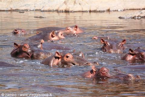 Hippo's in ammollo