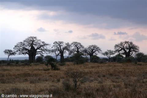 Il regno dei Baobab