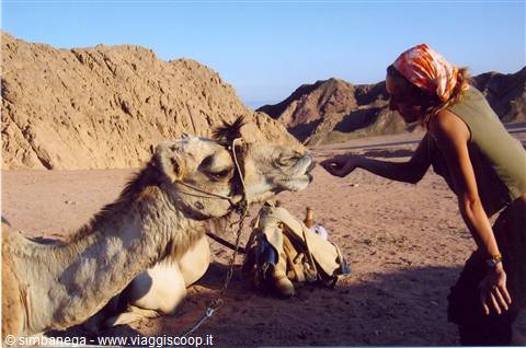 nel deserto col cammello