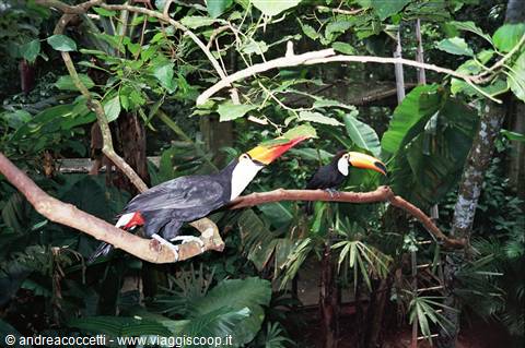 Tucani in semi libertà nel parco avicolo di Foz de Iguazu