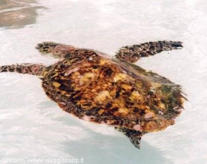 Ile Coco - una tartaruga marina