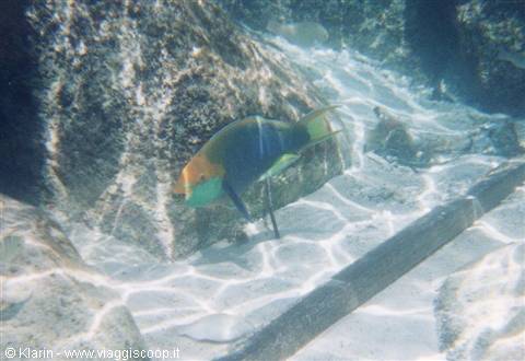 Snorkeling - pesce papagallo