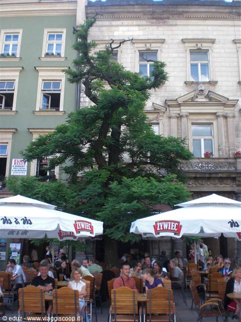 Cracovia - Main Market Square (Rynek Glowny) - Baretto