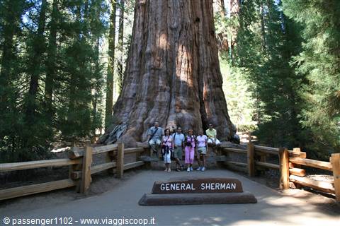 foto di gruppo sotto al general sherman's tree